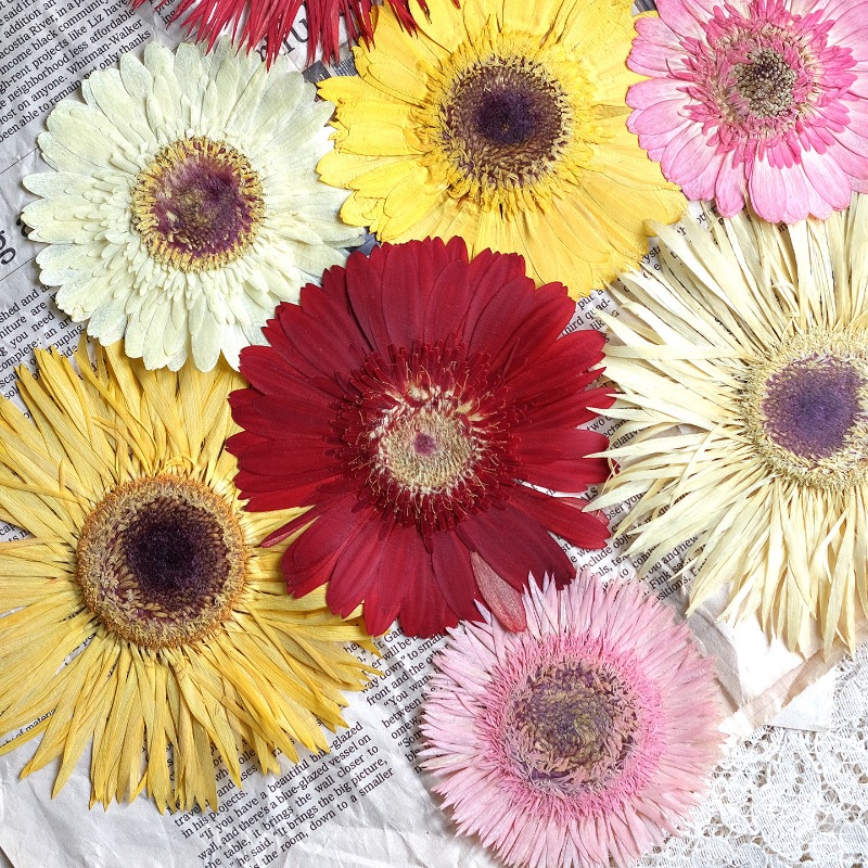 Dried Flower Bouquet - 1개/7-9cm, 압화된 거베라 건조 꽃, 선샤인