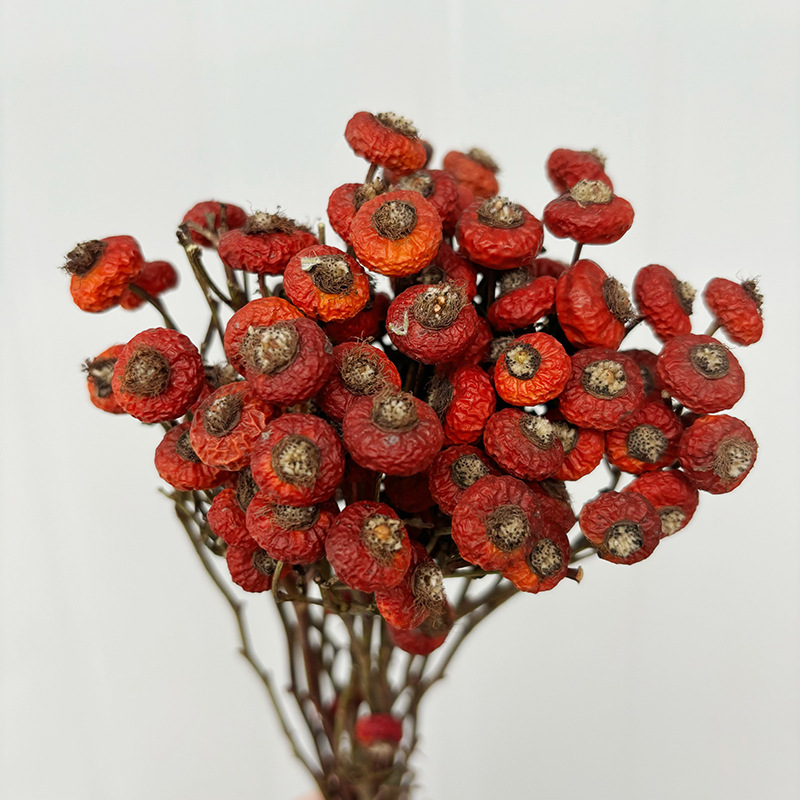 10개/다발 말린 로즈힙 베리 꽃 자연 건조 꽃 장식품 - Dried Flower Bouquet 리뷰 및 가격