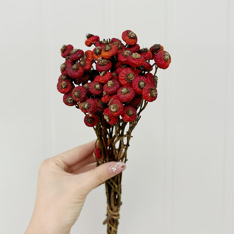 10개/다발 말린 로즈힙 베리 꽃 자연 건조 꽃 장식품 - Dried Flower Bouquet 리뷰 및 가격