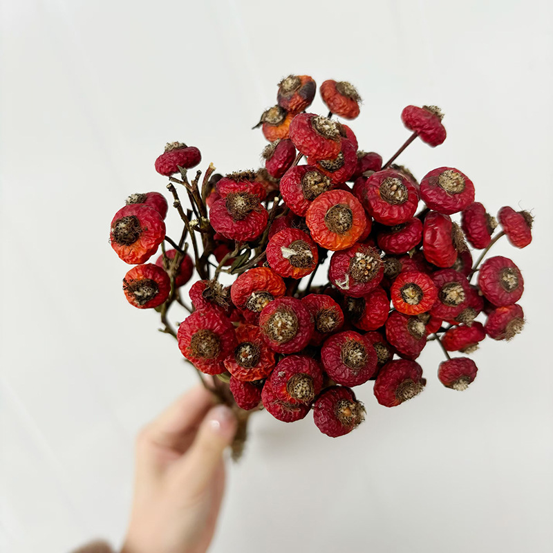 10개/다발 말린 로즈힙 베리 꽃 자연 건조 꽃 장식품 - Dried Flower Bouquet 리뷰 및 가격