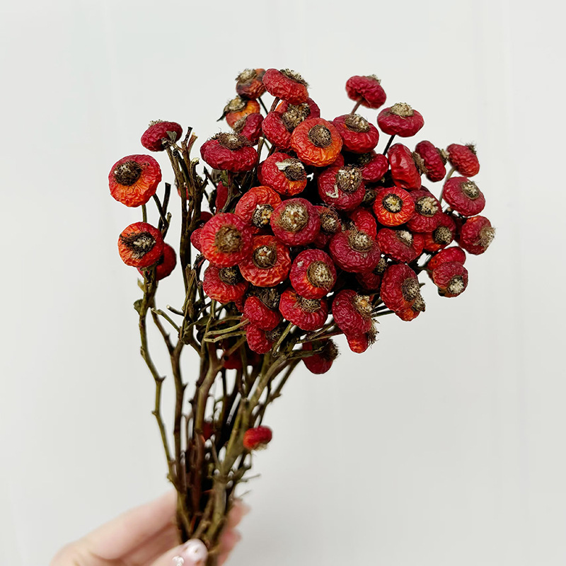 10개/다발 말린 로즈힙 베리 꽃 자연 건조 꽃 장식품 - Dried Flower Bouquet 리뷰 및 가격