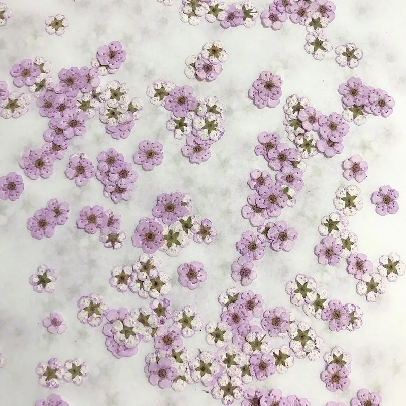 압화된 미니 수선화, 작은 매화꽃 네일 DIY 드립 글 - Dried Flower Bouquet 리뷰 및 가격