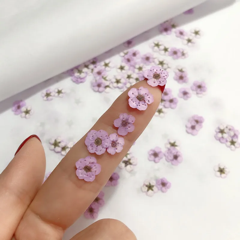압화된 미니 수선화, 작은 매화꽃 네일 DIY 드립 글 - Dried Flower Bouquet 리뷰 및 가격