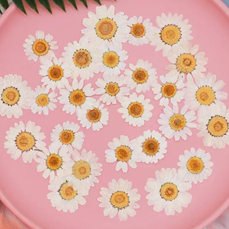 100개 천연 백색 크리스탈 국화 데이지 식물 표본 실 - Dried Flower Bouquet 리뷰 및 가격
