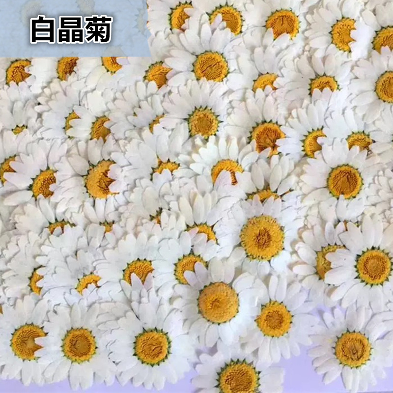100개 천연 백색 크리스탈 국화 데이지 식물 표본 실 - Dried Flower Bouquet 리뷰 및 가격
