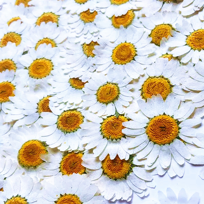100개 천연 백색 크리스탈 국화 데이지 식물 표본 실 - Dried Flower Bouquet 리뷰 및 가격