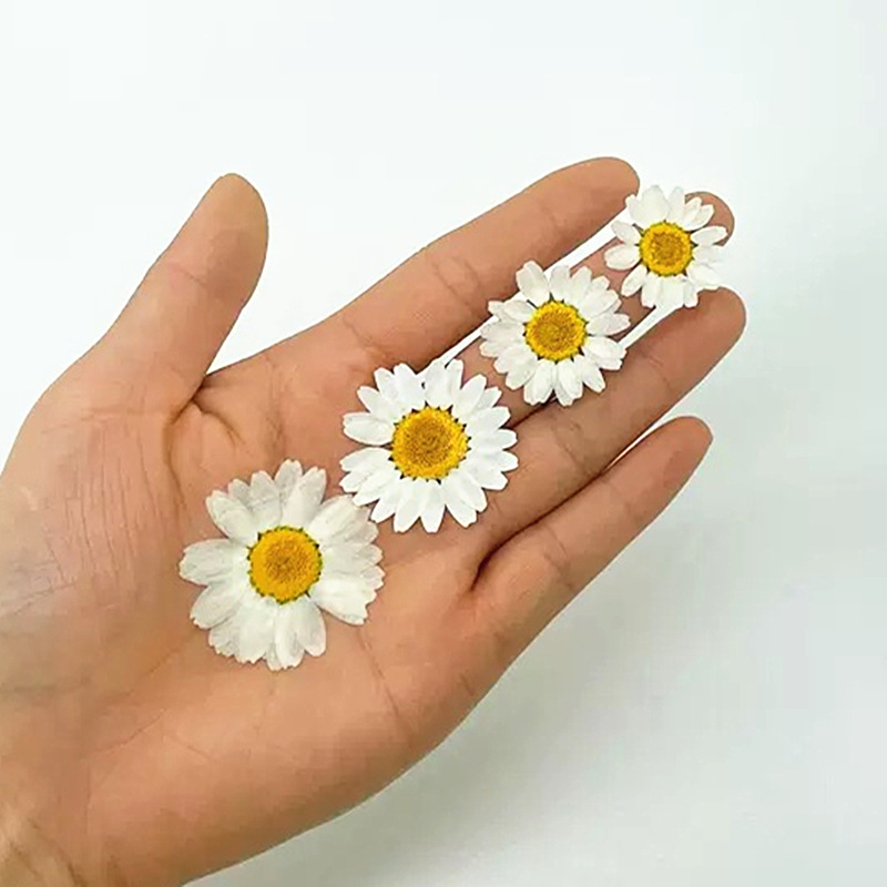 100개 천연 백색 크리스탈 국화 데이지 식물 표본 실 - Dried Flower Bouquet 리뷰 및 가격
