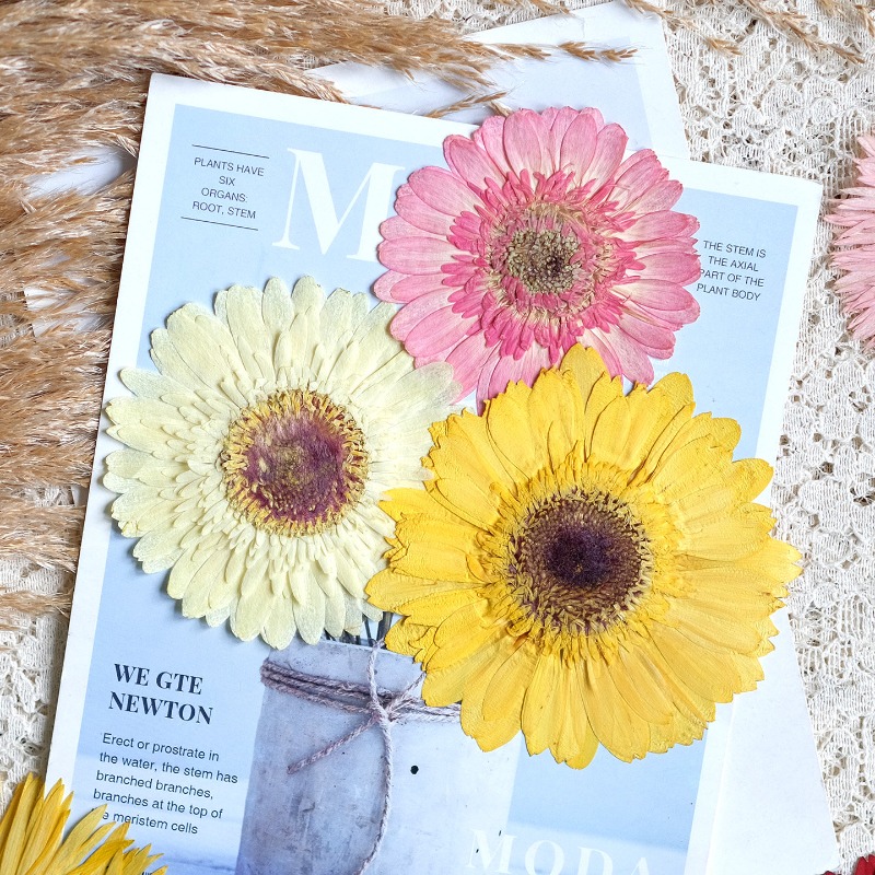 1개/7-9cm, 압화된 거베라 건조 꽃, 선샤인 컬러 - Dried Flower Bouquet 리뷰 및 가격