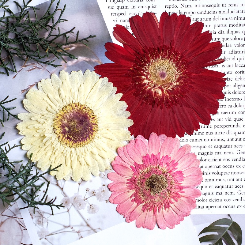 1개/7-9cm, 압화된 거베라 건조 꽃, 선샤인 컬러 - Dried Flower Bouquet 리뷰 및 가격