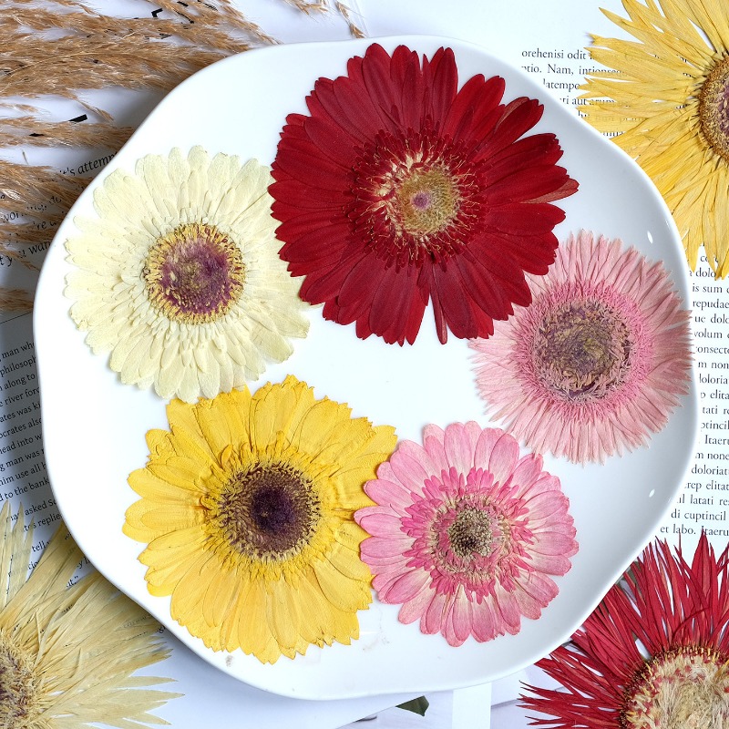 1개/7-9cm, 압화된 거베라 건조 꽃, 선샤인 컬러 - Dried Flower Bouquet 리뷰 및 가격