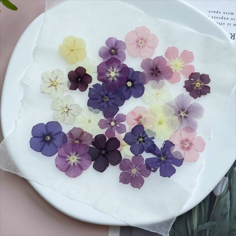 12개, 반투명 니치 플록스 압화 - 사진 액자/레진  - Dried Flower Bouquet 리뷰 및 가격